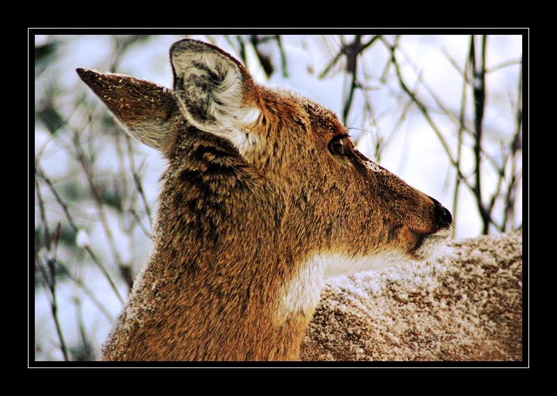 Portrait of a Whitetail Deer