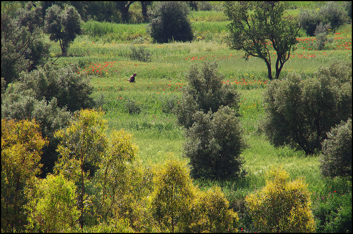 A farmer tending his crops in a mountain meadow at the base of the Atlas Mountains in Morocco