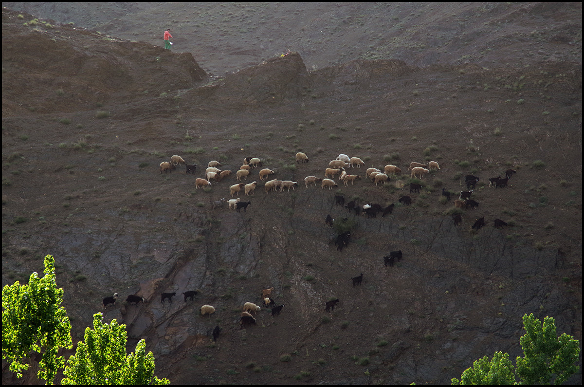 A shepherd boy tending his sheep and goats near the village of Imouzer Tichka in the Atlas Mountains of Morocco.