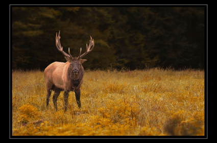 Elk in the Smoky Mountains