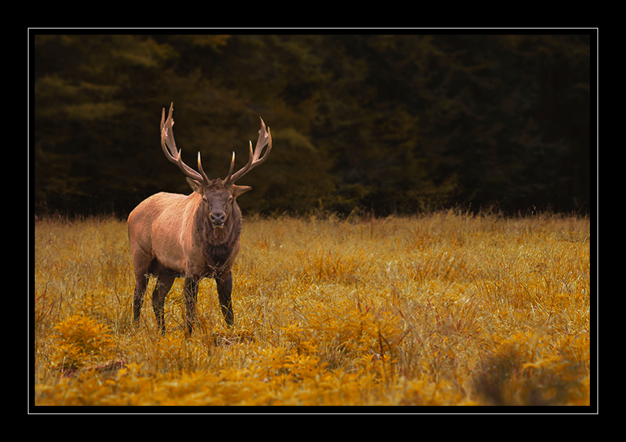 Elk in the Smoky Mountains