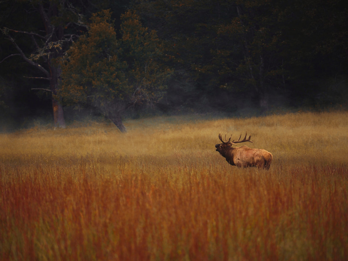 Elk in the Great Smoky Mountains